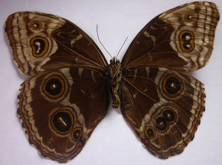 Morpho unid (verso aberrant) (Internet Image property of respective owner, non-commercial use only)